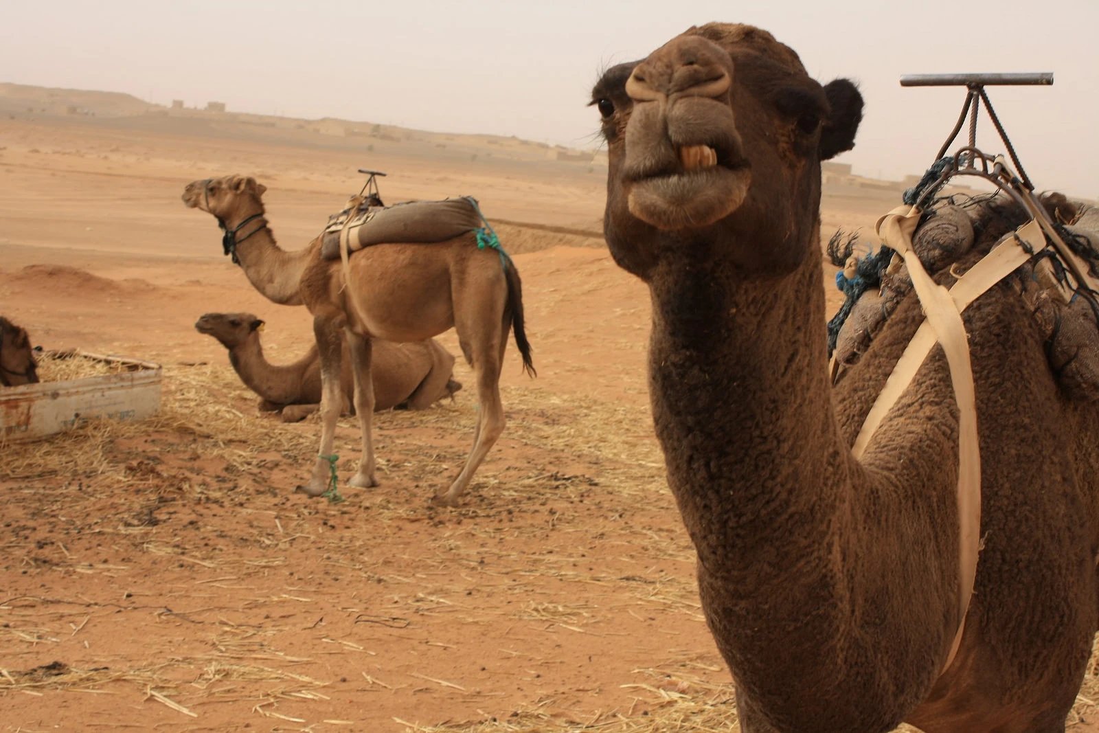 morocco