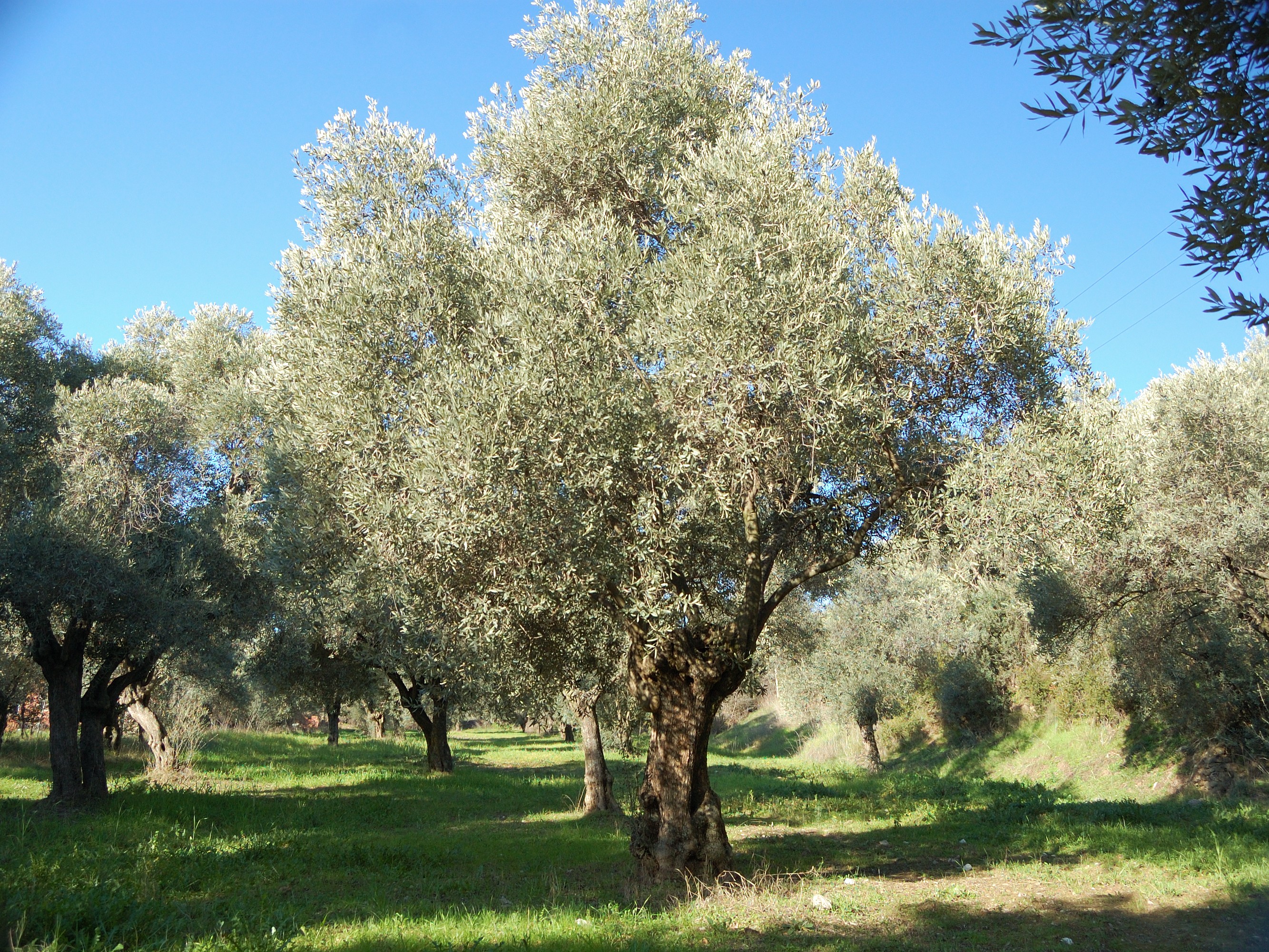 Olivepickingjan19_030